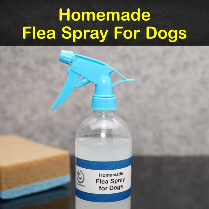 Homemade Flea Spray for Dogs