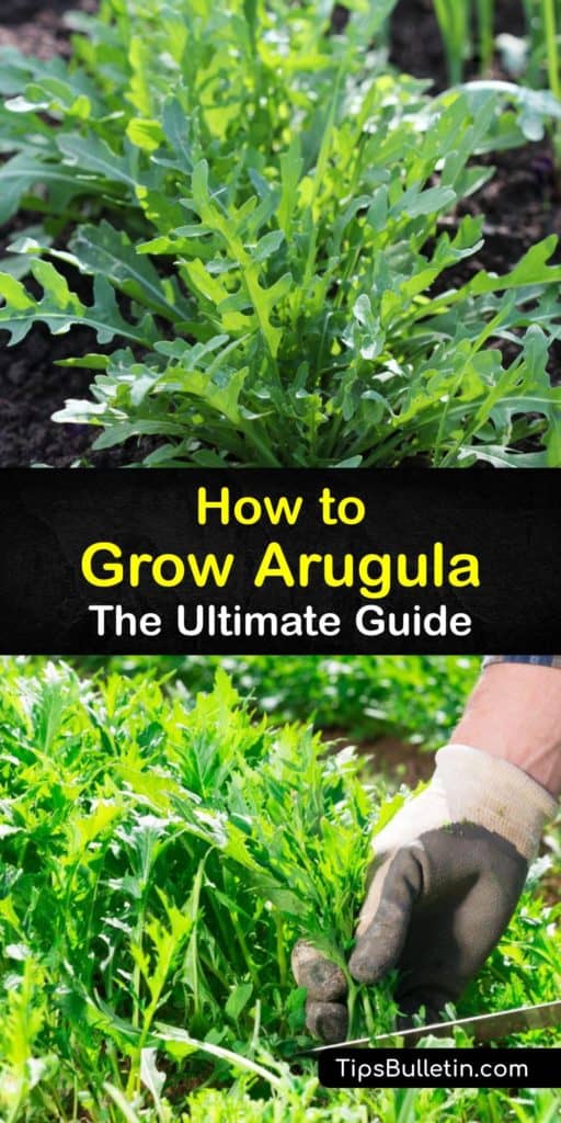 Find out all you need to know for growing arugula plants. Plant this cool-season crop in early spring or late summer to keep it from bolting in hot weather. Grow peppery arugula leaves in full sun and protect young seedlings from flea beetles with row covers. #growing #arugula #lettuce