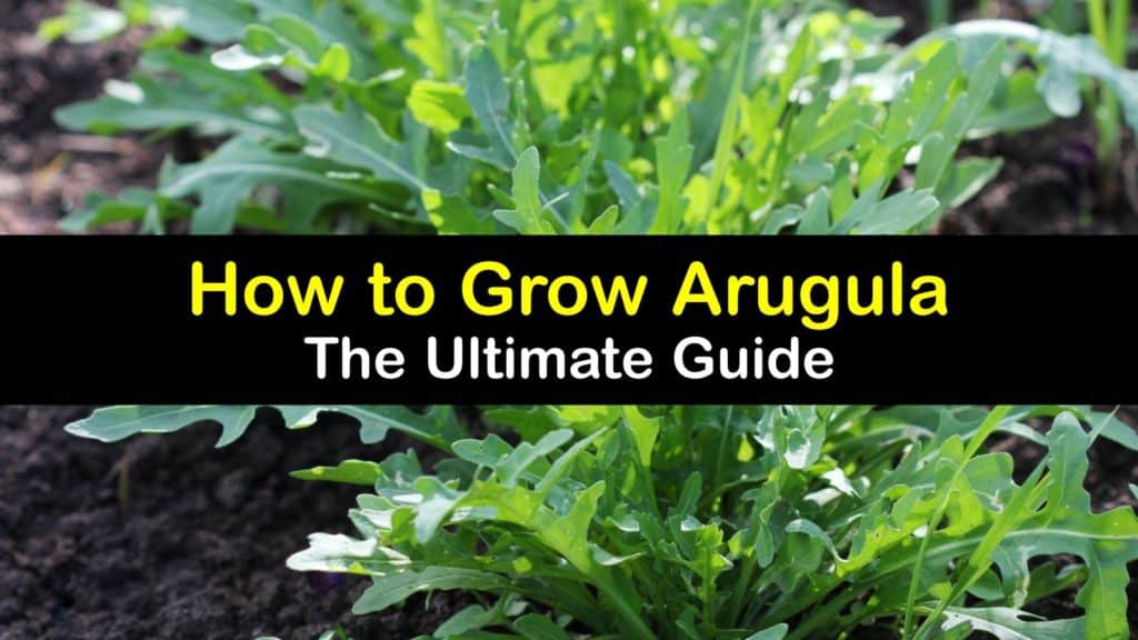How to Grow Arugula titleimg1