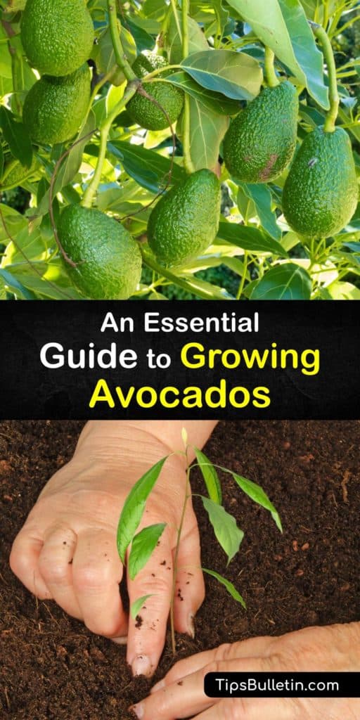 Turn a small California avocado seed into a tree to bear fruit that makes delicious guacamole. Potting an avocado pit or planting a grafted sapling helps gardeners in warm zones grow their own avocados and savor the avocado fruit that it produces. #howto #growing #avocados