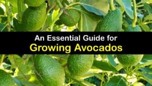 How to Grow Avocados titleimg1