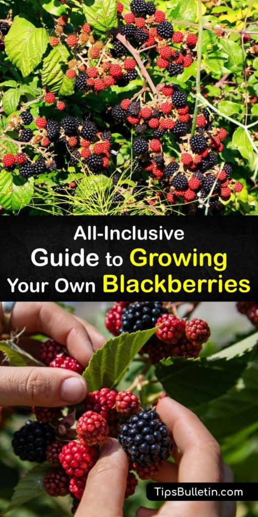 Learn how to grow semi-erect, erect, and trailing blackberry plants in the early spring and care for them through the growing season. Plant them in full sun and slightly acidic to neutral soil, and prune the primocanes for second year fruit production. #howto #blackberries #growing