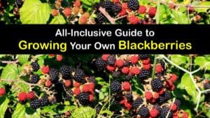 How to Grow Blackberries titleimg1