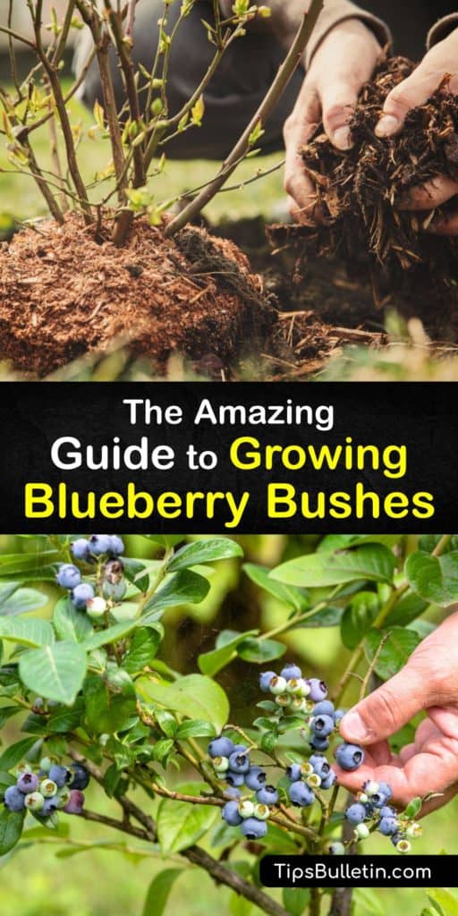 Learn how to grow blueberries in your backyard. Plant them in the early spring, cover the garden with organic matter like sawdust or peat moss, fertilize them after the first year, and prune the bushes four years after planting to encourage fruiting. #growing #blueberry #bushes