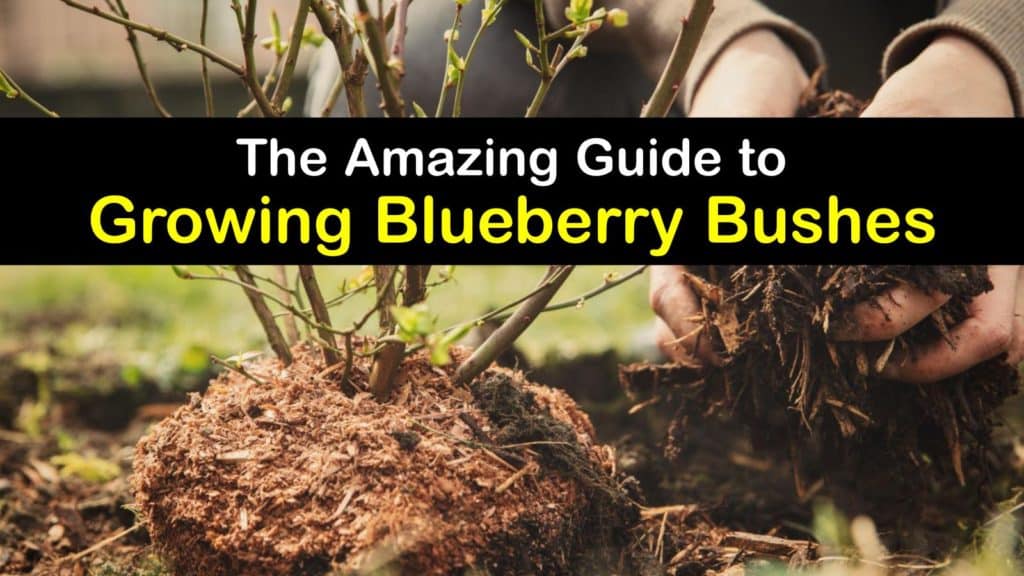 How to Grow Blueberry Bushes titleimg1