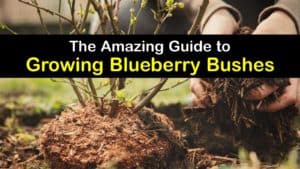 How to Grow Blueberry Bushes titleimg1