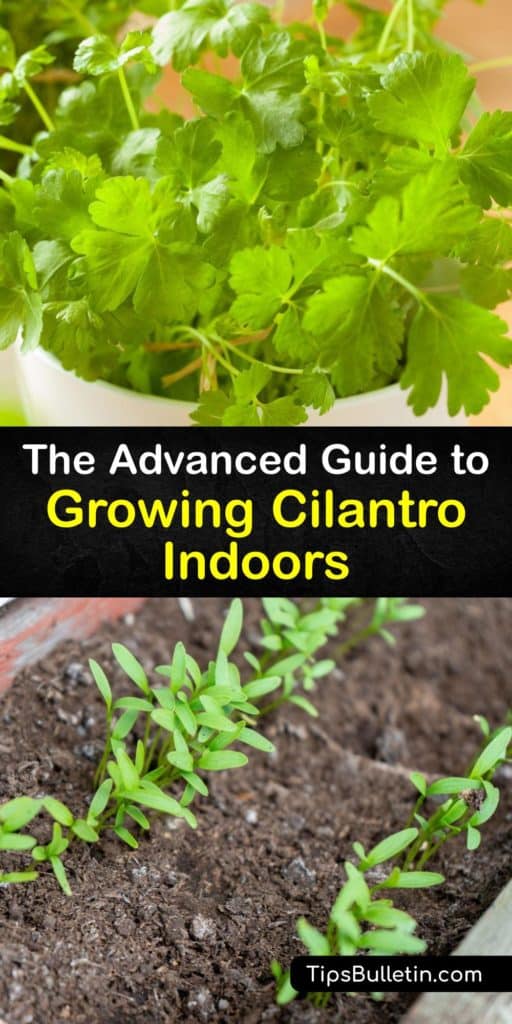 Have fresh cilantro leaves and coriander seeds in your home after applying these tips for planting Coriandrum sativum, or cilantro seeds. This advice covers bolting, taproot care, full sun, and grow light requirements for you to add herbs to all of your Asian dishes. #growing #cilantro #indoors