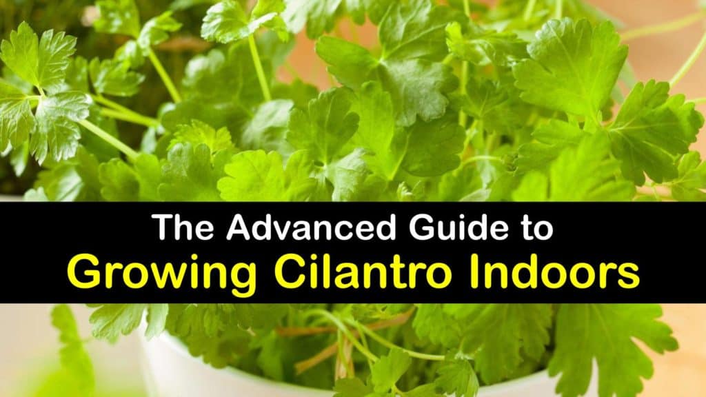 How to Grow Cilantro Indoors