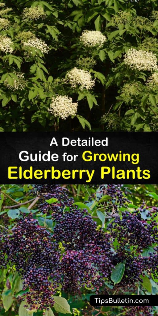 Read about Sambucus canadensis, the American elderberry, and cultivars like the Nova. This guide walks you through information about elderberries antioxidant properties and how to use their shallow roots, mulch, and partial shade for success during their first year. #howto #growing #elderberries