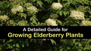 How to Grow Elderberries titleimg1