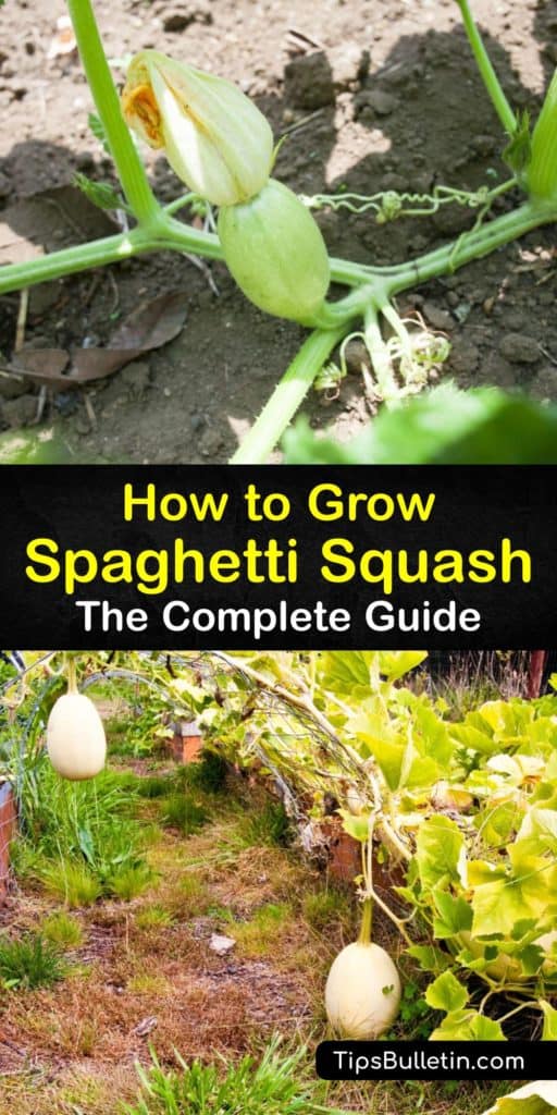 Embrace a long growing season and nurture zucchini and squash plants with some full sun, mulch, and a trellis. Figure out how to grow spaghetti squash, acorn squash, butternut squash, and other winter varieties with these gardening tips and advice. #growing #spaghetti #squash