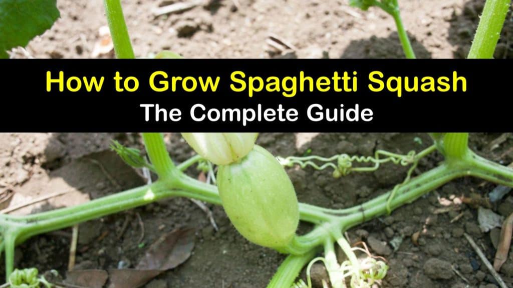 How to Grow Spaghetti Squash titleimg1