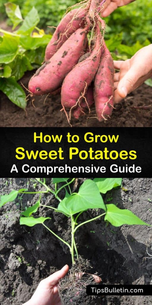 Discover how to grow your own new potatoes from sweet potato slips and enjoy a bountiful harvest at the end of the growing season. Growing sweet potatoes is easy, and all that’s required is a grocery store sweet potato, potting soil, mulch, and a full sun location. #howto #growing #sweetpotatoes