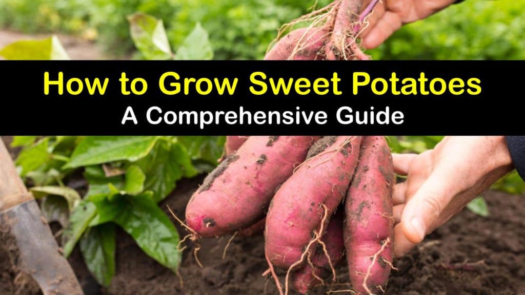How to Grow Sweet Potatoes titleimg1