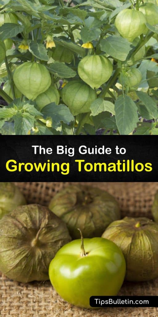 Peel the papery husk of these green fruits and use these tips to grow Mexican tomatillos at home. The husk tomato looks similar to green tomatoes but with a tangier bite. They taste even better when you give them full sun and learn how to mulch and water them properly. #howto #growing #tomatillos