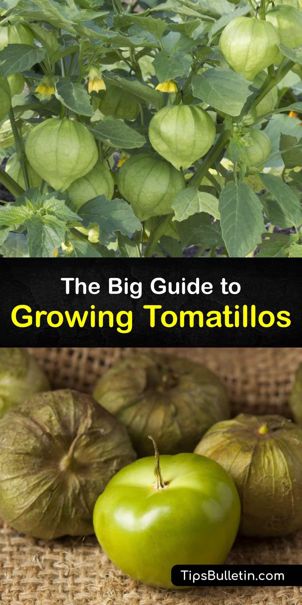 Tomatillo Planting Easy Guide for Growing Tomatillos
