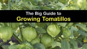 How to Grow Tomatillos titleimg1
