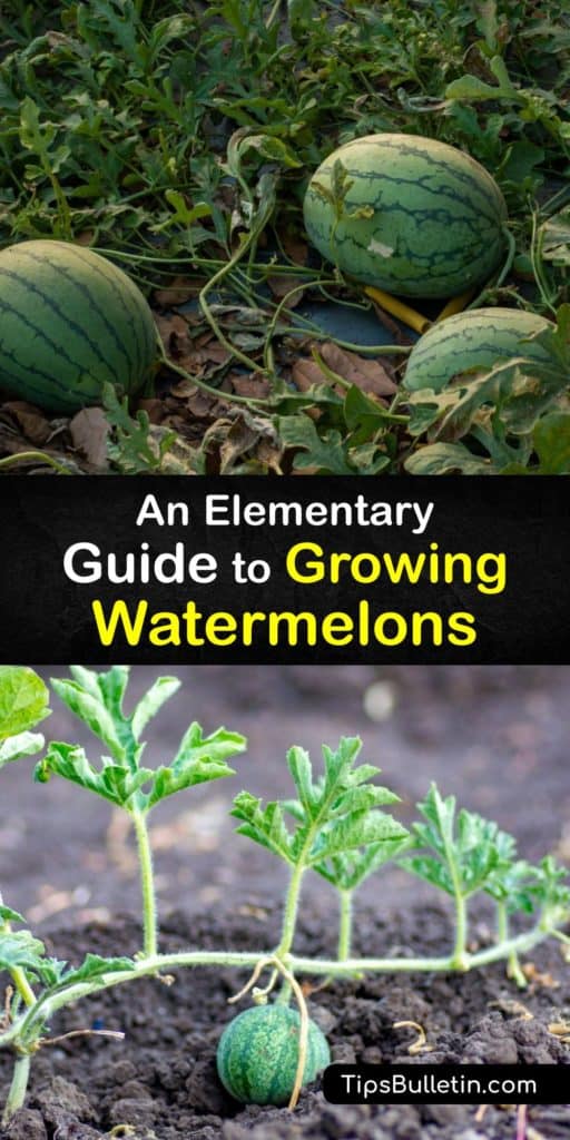 Growing watermelons isn’t too difficult. Use helpful tricks like warming the soil with mulch or black plastic and protecting young watermelon plants from cucumber beetles with row covers. Companion planting promotes pollination and pest control. #grow #watermelon #planting