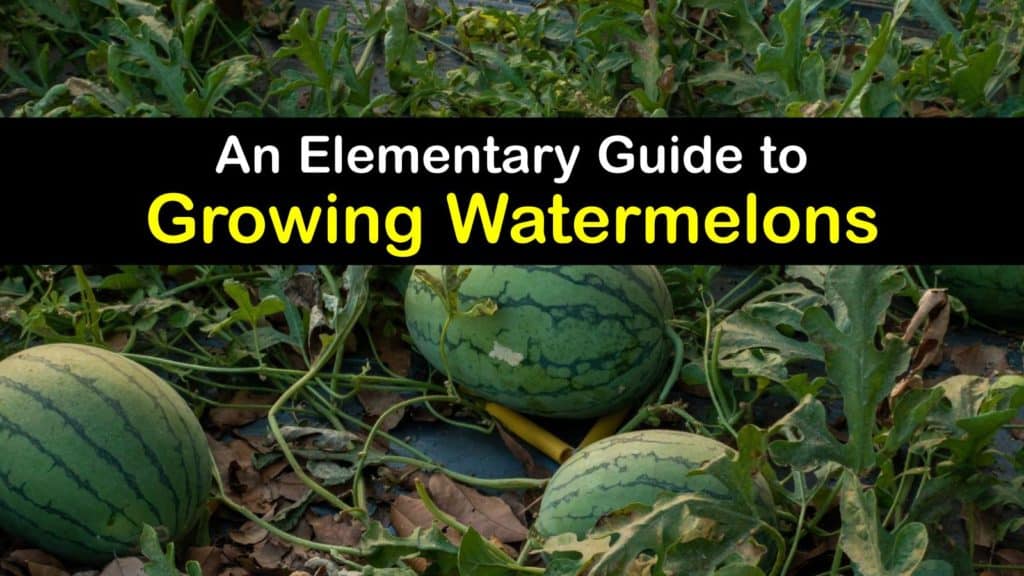 How to Grow Watermelons titleimg1