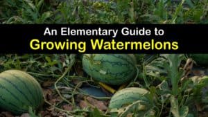 How to Grow Watermelons titleimg1