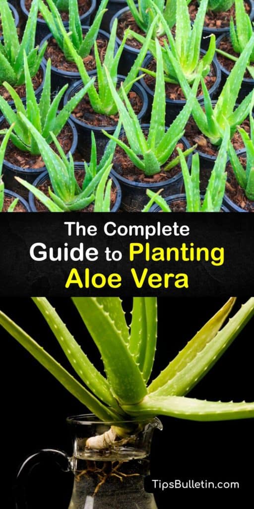 Discover how to repot and grow an aloe vera plant. Use a succulent potting soil mix, or make your own potting mix with sand, compost, and perlite. Avoid overwatering, and use a pot with drain holes to prevent root rot. Use aloe gel for sunburn relief. #planting #aloevera