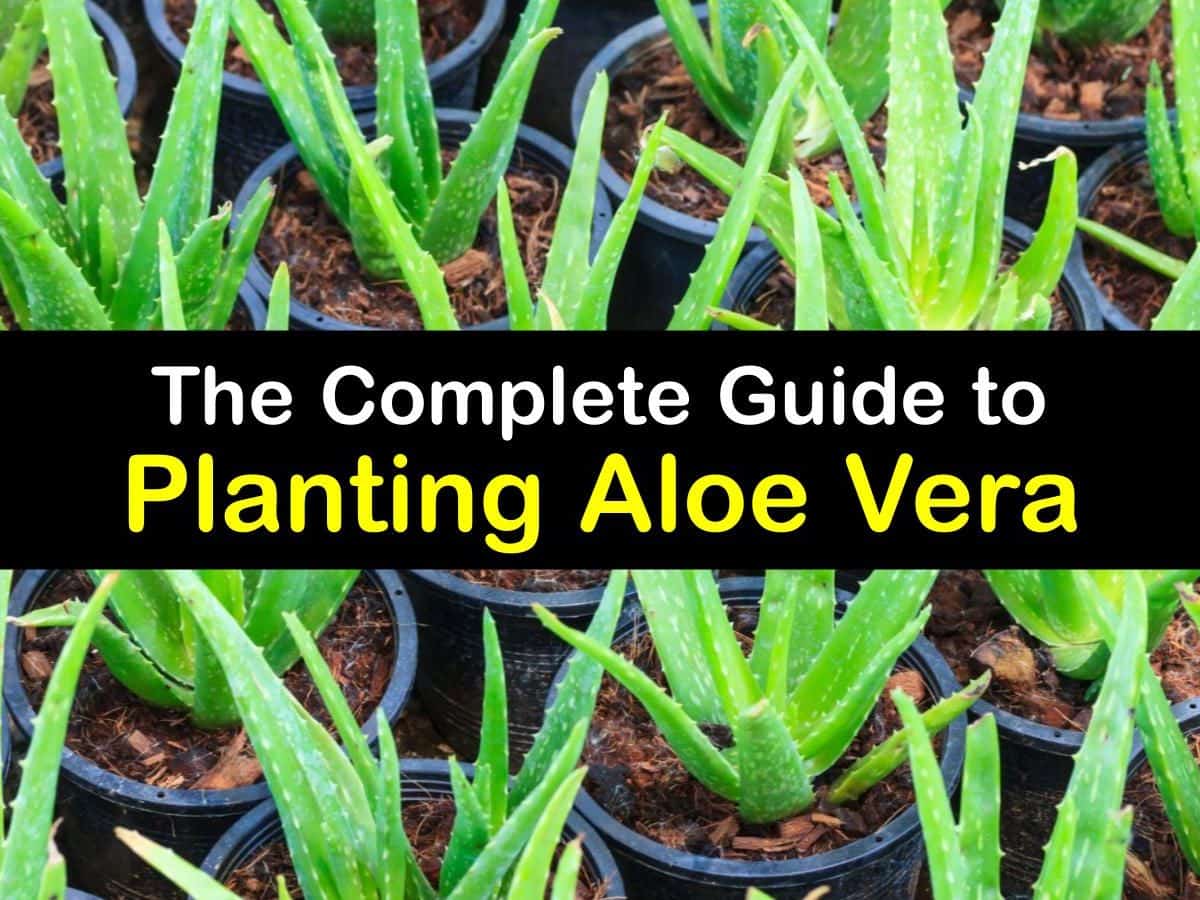 Planting Aloe Vera   Hands on Tricks for Growing Aloe Vera Plants