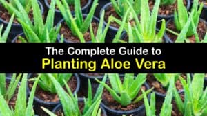 How to Plant Aloe Vera titleimg1