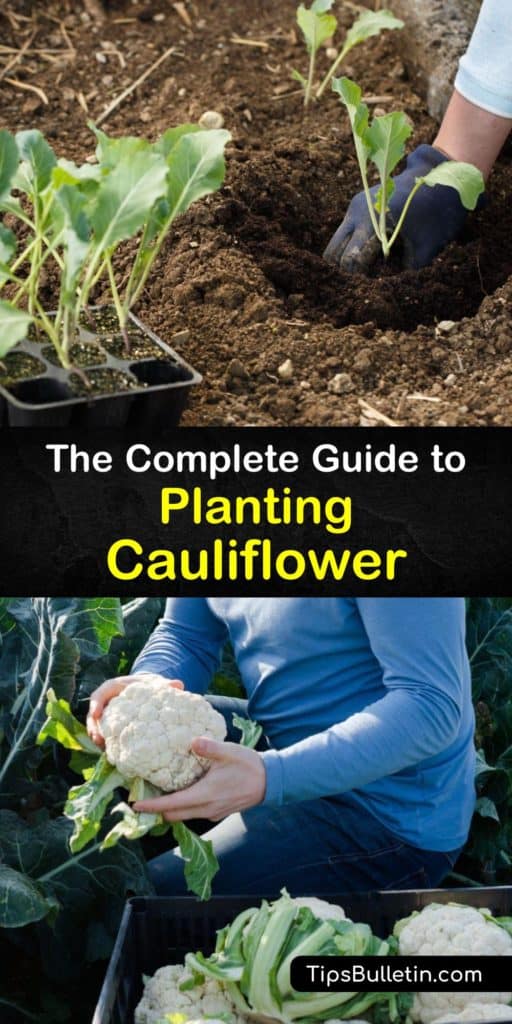 Find out all about growing cauliflower, or Brassica oleracea, in your garden. Protect the plants from pests like aphids, cabbage loopers, and cabbage worms with row covers after transplanting to ensure they develop a large cauliflower head or curd. #grow #cauliflower #planting