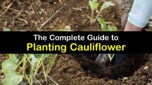How to Plant Cauliflower titleimg1