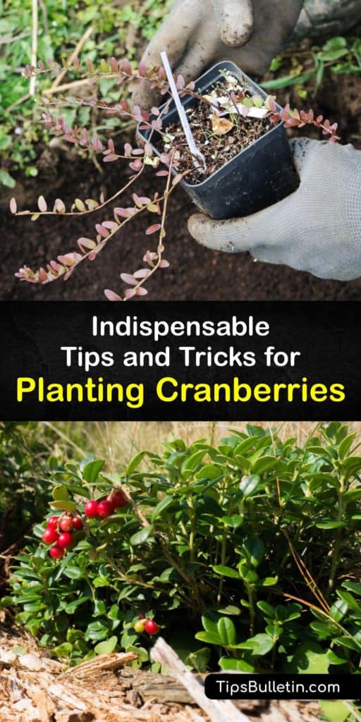 Find out all about planting cranberries (Vaccinium macrocarpon) in your garden. They require acidic soil, full sun, and consistent moisture. To maintain soil acidity, mulch your soil with organic matter like peat moss or pine needles. #howto #planting #cranberries
