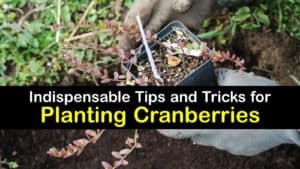 How to Plant Cranberries titleimg1