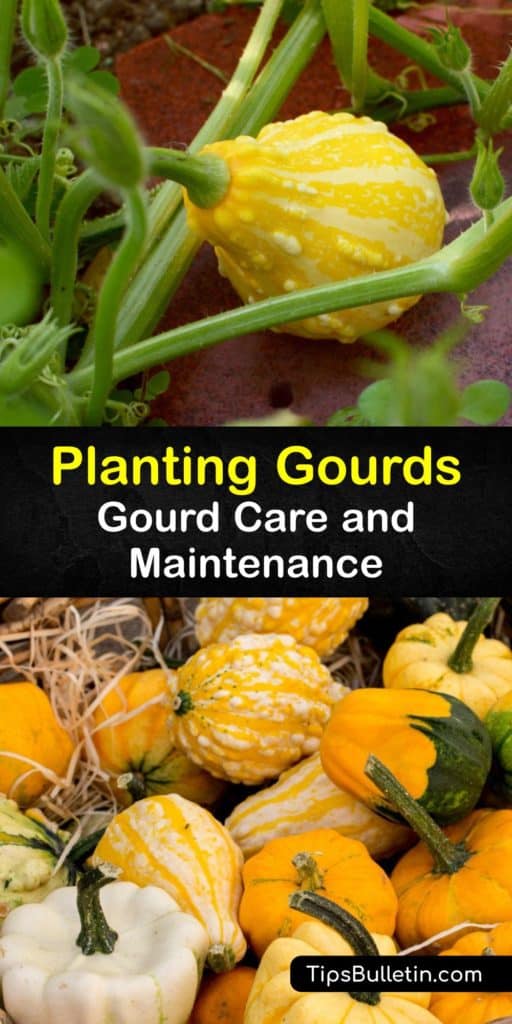 Turn Birdhouse, Luffa, and other hard-shell Cucurbita gourd seeds into beautiful crafts by the end of the growing season. This detailed guide teaches you how to use ornamental gourds around your home after protecting them from cucumber beetles and enhancing germination. #howto #planting #gourds