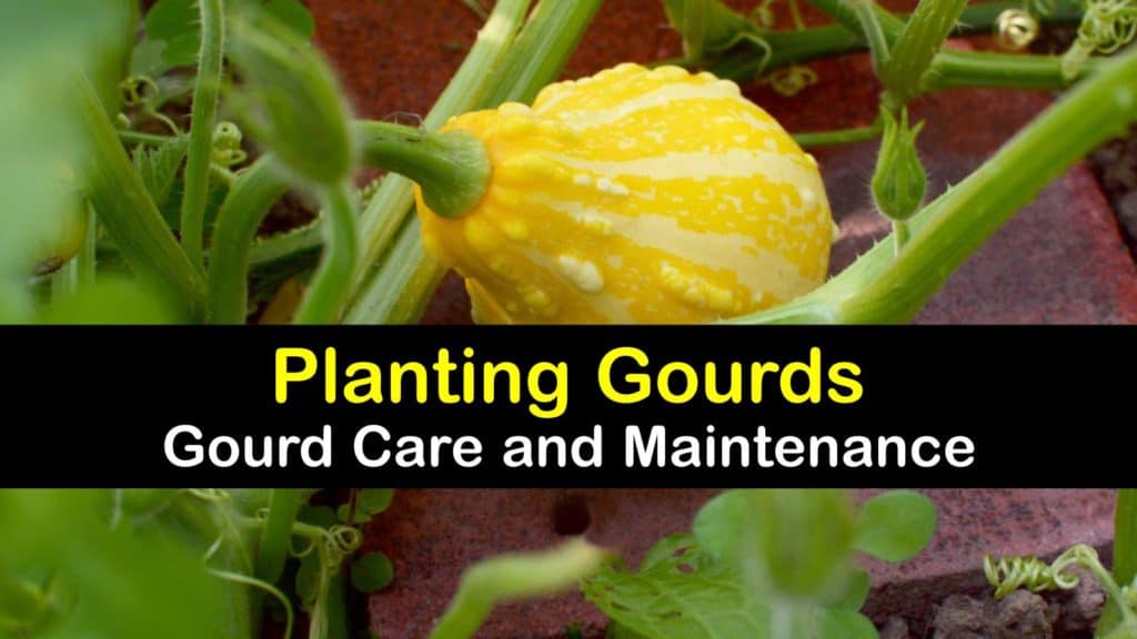 How to Plant Gourds titleimg1