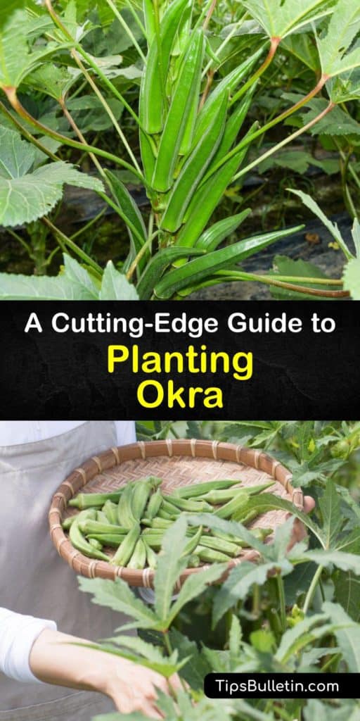 Okra plants, or Abelmoschus esculentus, are full sun annuals related to hibiscus. Try heirloom varieties like Clemson Spineless. Use mulch to hold moisture, and watch for aphids and corn earworms. Okra pods make a tasty addition to soups and stews. #howto #planting #okra