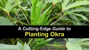 How to Plant Okra titleimg1