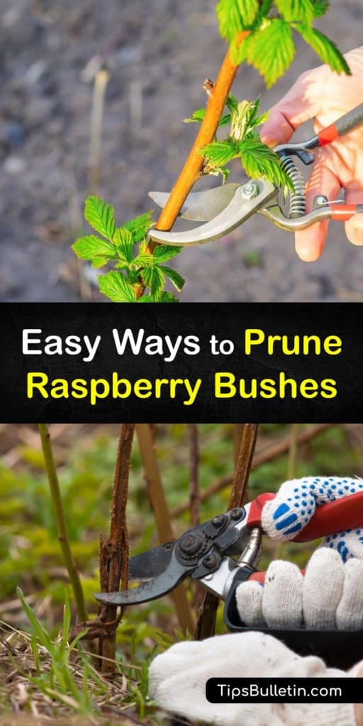 Learn how to grow and prune gold, red, or black raspberries. Fall-bearing types grow fruit on first year canes, Summer-bearing shrubs bear fruit in the summer and need pruning in early spring, and ever-bearing plants are summer and fall bearing types. #howto #pruning #raspberry #bushes