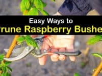 How to Prune Raspberries titleimg1