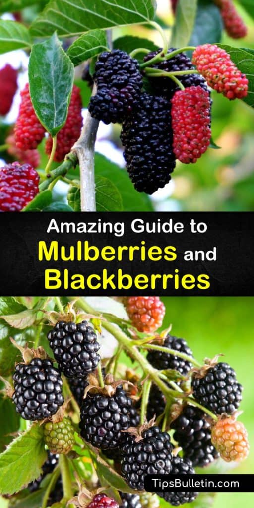 Discover the differences between mulberries (Morus genus) vs blackberries (Rubus genus). Both contain calcium, vitamin C, and vitamin K, but mulberries are native to Asia, and blackberries are native to North America, and one is more tart than the other. #differences #mulberries #blackberries