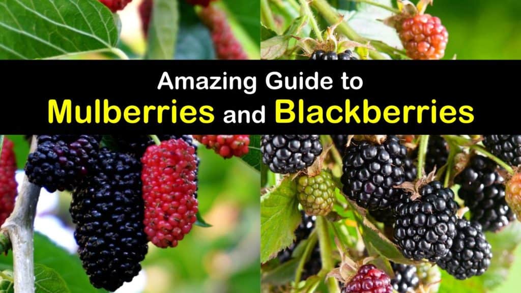 Mulberry vs Blackberry titleimg1