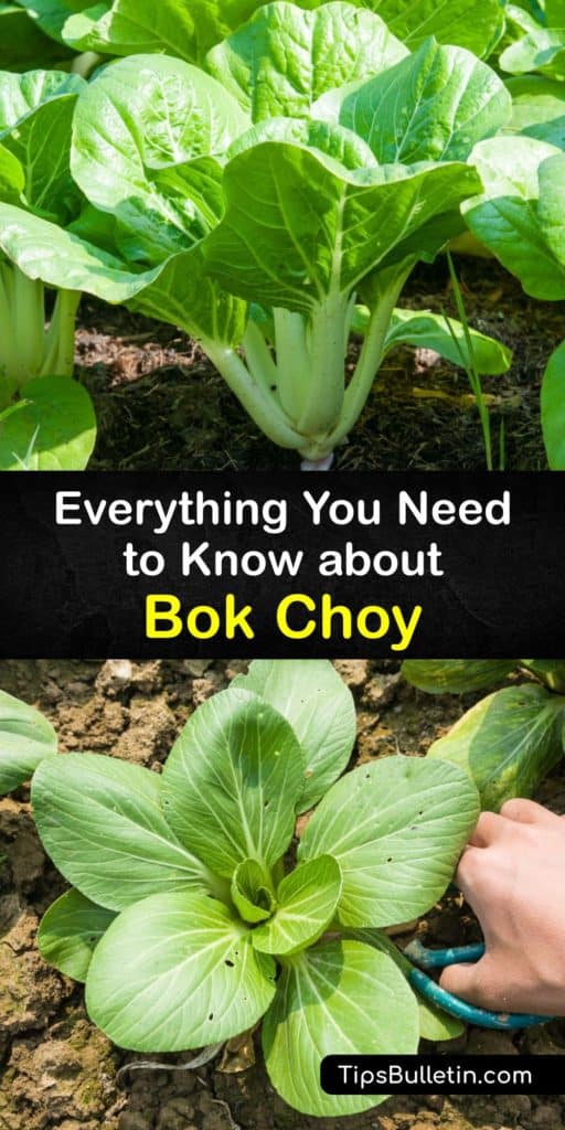 Learn all about bok choy, from how to grow it to how to make a bok choy stir-fry in a wok with soy sauce. Also called pak choi, this veggie is a member of the cabbage family and is rich in nutrients like calcium. Bok choy boasts a crunchy pale stalk and green leaves. #bokchoy #growing #cabbage