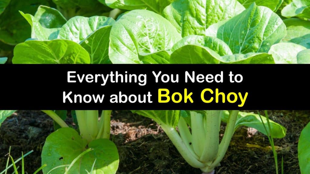 What is Bok Choy titleimg1