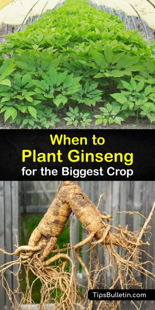 Make the long process of growing ginseng, or Panax, a little more bearable when you use stratified seed and wild-simulated ginseng practices from Canada. Ginseng plants require mulch and protection from poplar trees to form big, healthy ginseng roots for you to harvest. #when #planting #ginseng