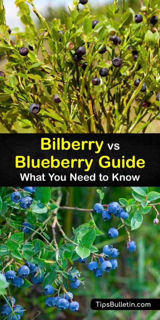 Learn about the differences between a bilberry or huckleberry and a blueberry and their nutritional values, flavor, and growing habits. Both berries have many health benefits, but bilberries (Vaccinium myrtillus) are the richest source of anthocyanins. #blueberries #bilberries