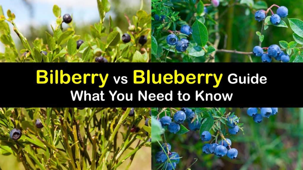 Bilberry vs Blueberry titleimg1