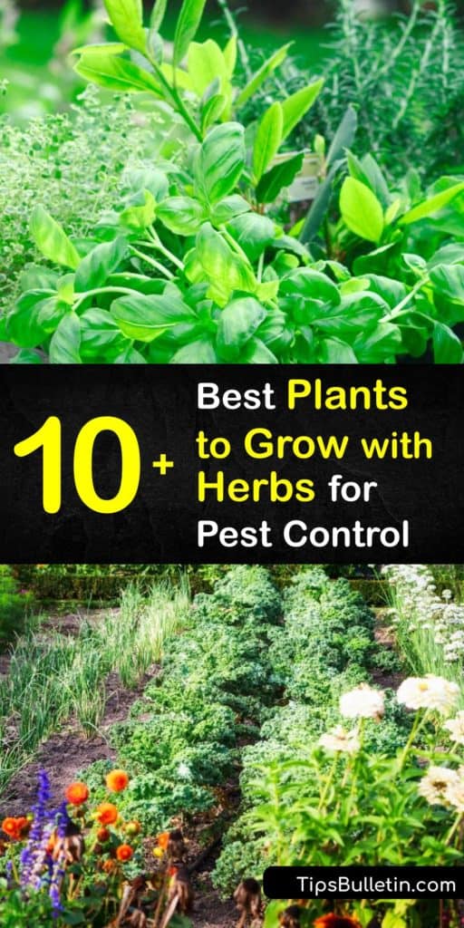 Embrace companion plants to create a flourishing herb garden full of fennel, marigolds, borage, chamomile, and oregano. These aromatic plants free your beds from harmful pests like Japanese beetles, the cabbage moth, and aphids without any hard work from you. #companion #planting #herbs