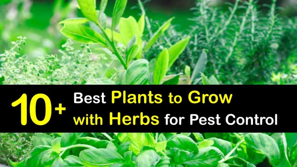 Companion Planting Herbs titleimg1