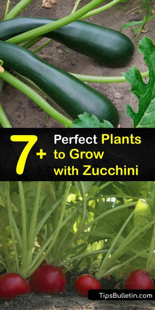 Find out what to grow with zucchini to repel pests like squash bugs and nematodes and attract beneficial insects. Use nasturtiums and marigolds to trap aphids. Try planting oregano to shade the soil and fast-growing radishes to mark the rows of zucchini plants. #zucchini #companion #plants