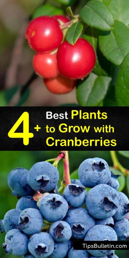 Figure out how to add cranberries into your DIY landscaping project alongside beautiful choices like marigolds, azaleas, leeks, and zucchini. These crops grow in a wide range of USDA growing zones and prefer to be near other plants that enjoy acidic soil. #cranberry #companion #plants