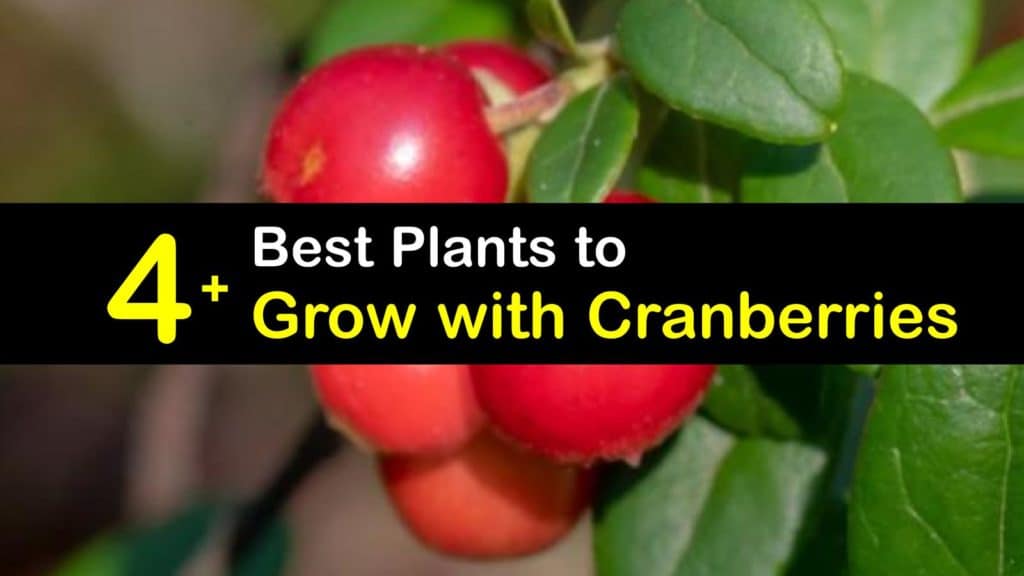 Cranberry Companion Plants titleimg1