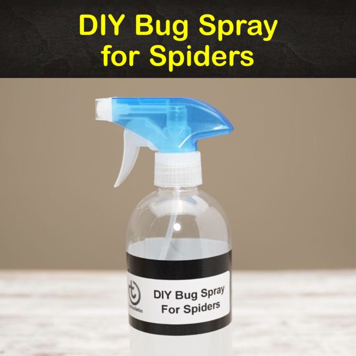 DIY Bug Spray for Spiders